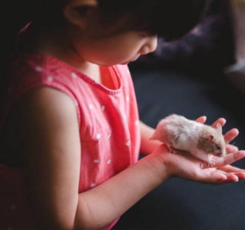 Hong Kong decide sacrificar milhares de hamsters depois de covid ser detectada em 11 pets