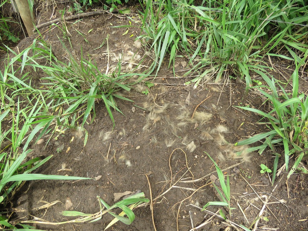 Parte dos pelos do macaco-prego que foram retirados pela maior águia das Américas, em Bodoquena (MS). — Foto: Cristiano Godinho/Foto