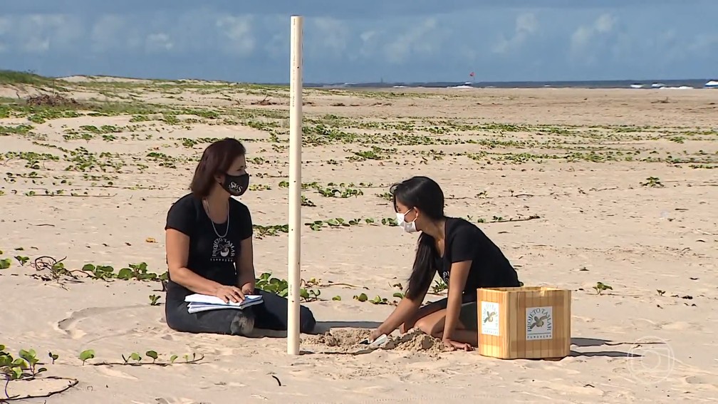 Projeto Tamar acompanha desovas de tartarugas marinhas há mais de 40 anos — Foto: Reprodução/Jornal Nacional