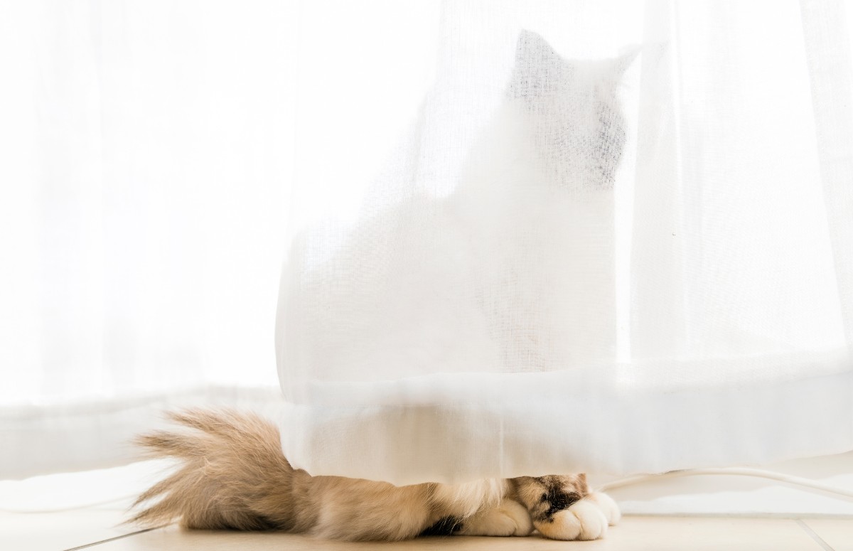 Gatos são animais mais sensíveis à doenças e possíveis problemas energéticos da casa  (Foto: Canva / Creative Commoms)