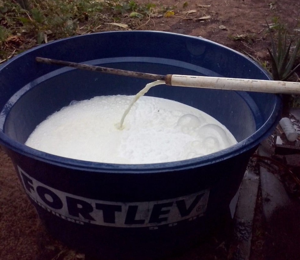 Leite azedou e foi utilizado na alimentaÃ§Ã£o de porcos, em Dracena (Foto: Agnaldo Pinotti/Cedida)