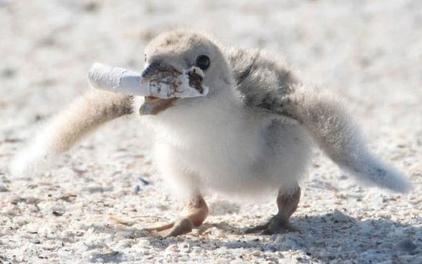 Foto mostra pássaro alimentando filhote com bituca de cigarro | Natureza |  G1