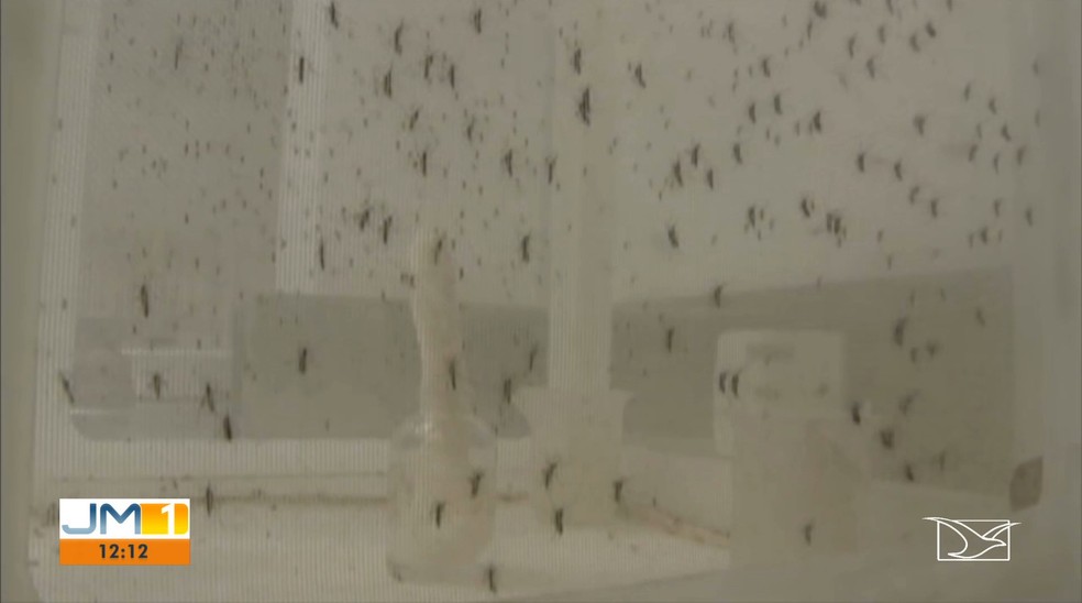Mais de 1,3 mil casos de dengue são registrados no Maranhão em cinco meses. — Foto: Reprodução/TV Mirante