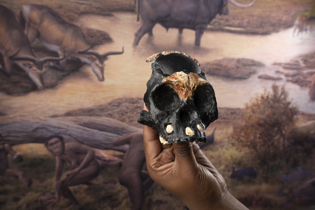 Pesquisador segura a reconstrução do crânio da criança Homo naledi — Foto: Wits University
