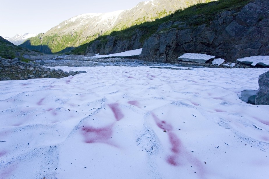 neve rosa ou sang de glacier