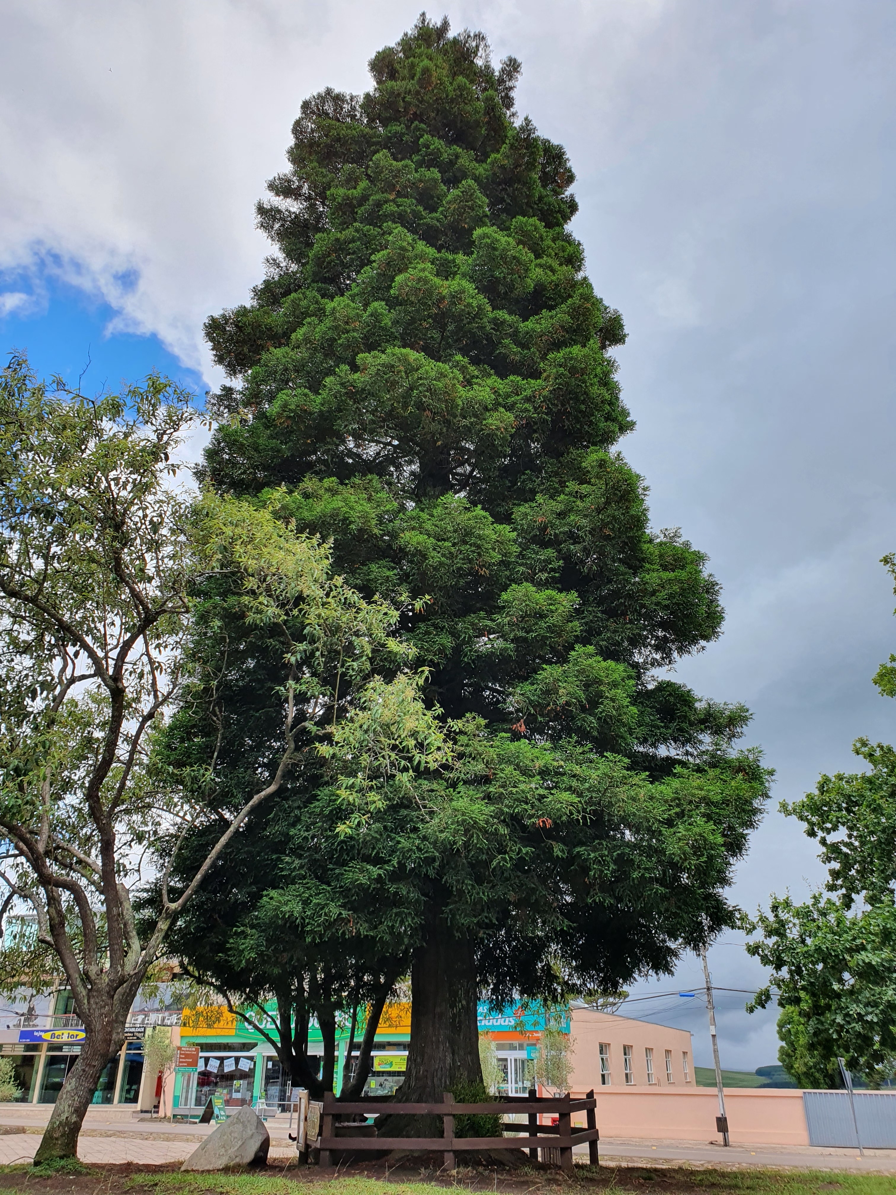 Atualmente, a sequoia lunar de Cambará do Sul já tem cerca de 30 metros de comprimento e 70 centímetros de diâmetro (Foto: Jonathas Braga Baker/Reprodução Nasa)