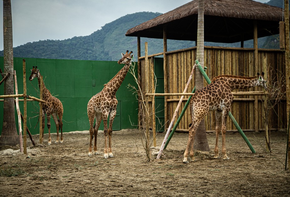 Porque não tem girafa no BioParque?