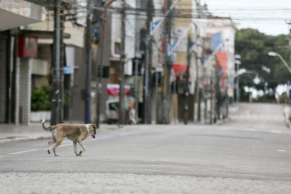 Justiça determina que Ceará crie abrigo para animais abandonados — Foto: Kid Júnior/SVM