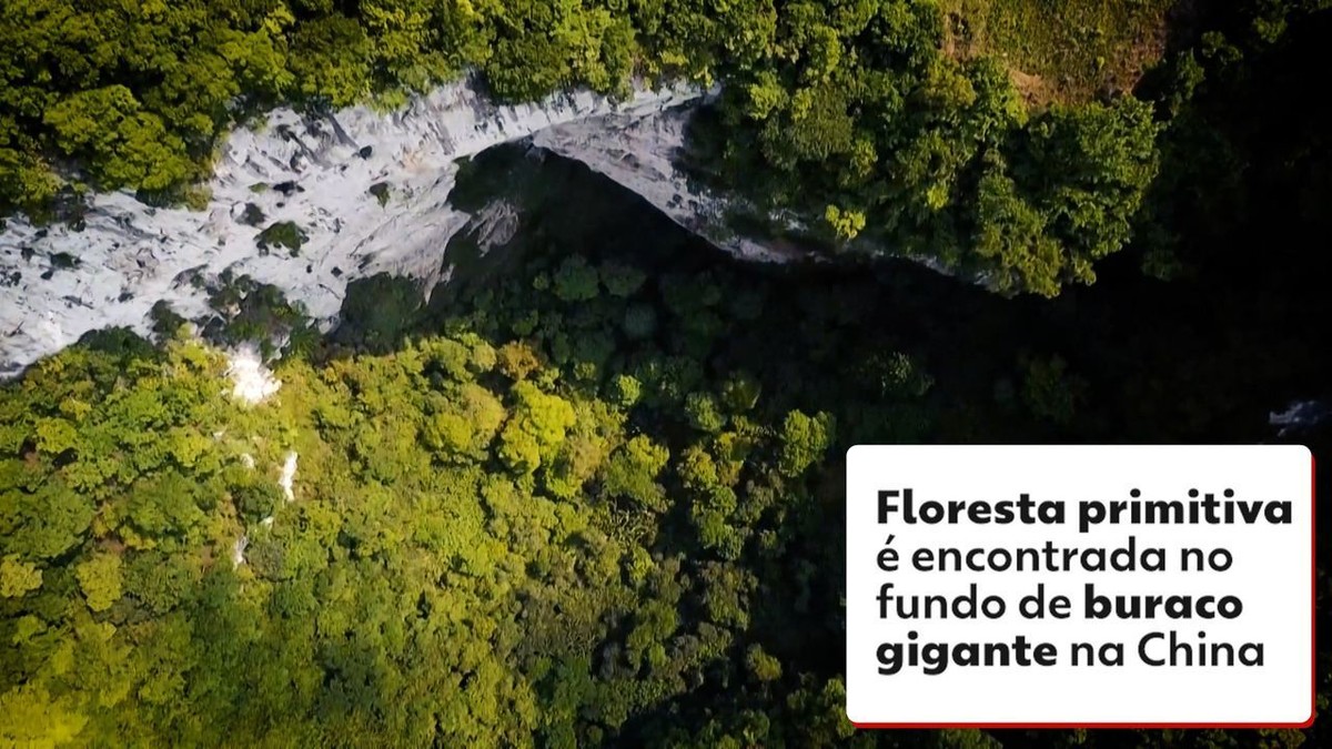 Científicos descubren un antiguo bosque dentro de un agujero gigante en China |  Medioambiente