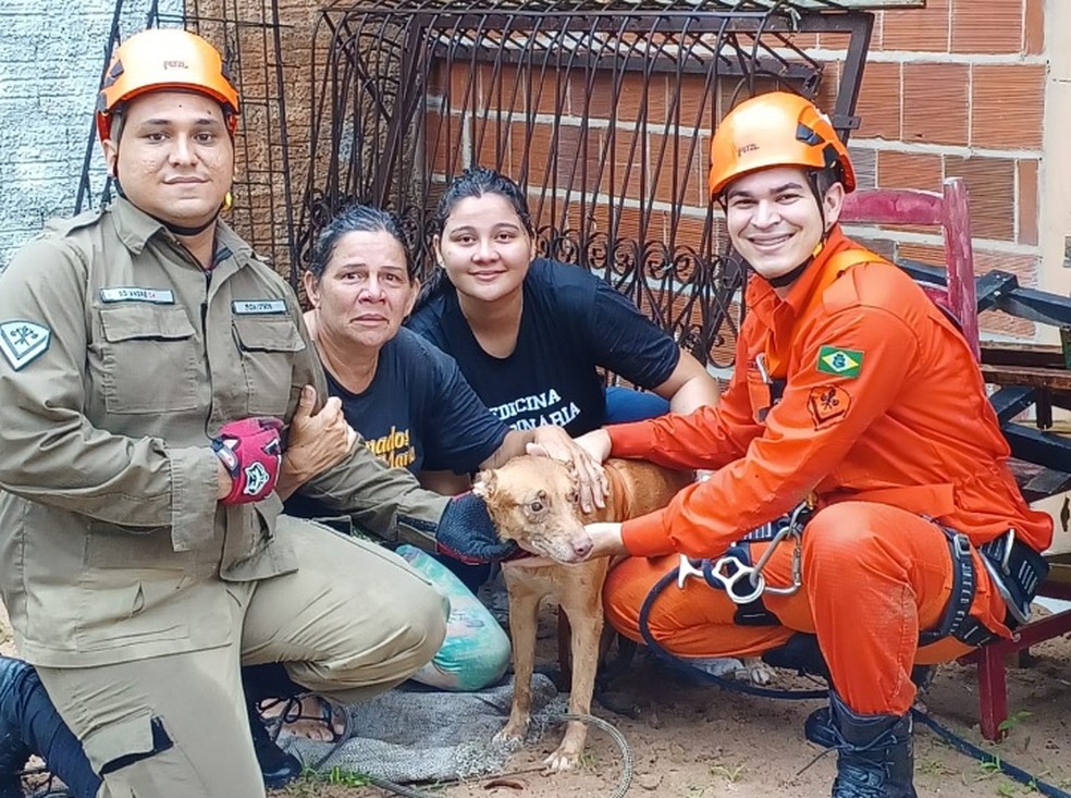 Cadela Mel foi resgatada por uma equipe do Corpo de Bombeiros do destacamento de Horizonte (CE) — Foto: Corpo de Bombeiros