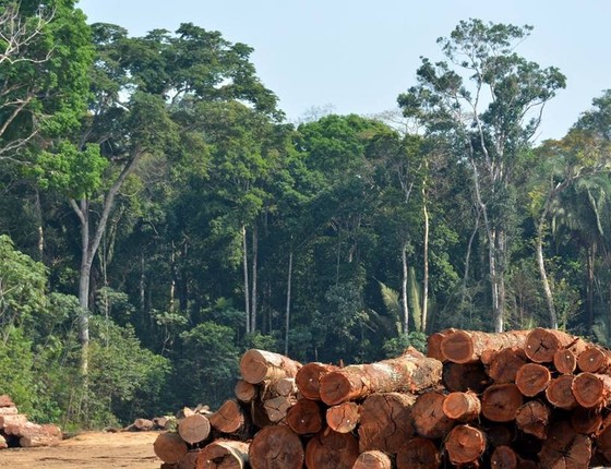 Exploração sustentável de madeira na Amazônia é só para idealistas” - ÉPOCA | Amazônia