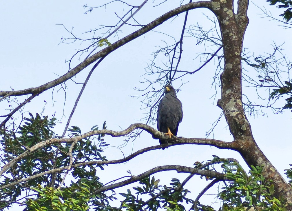 Aguia Solitaria E Vista Pela Primeira Vez No Brasil Terra Da Gente G1