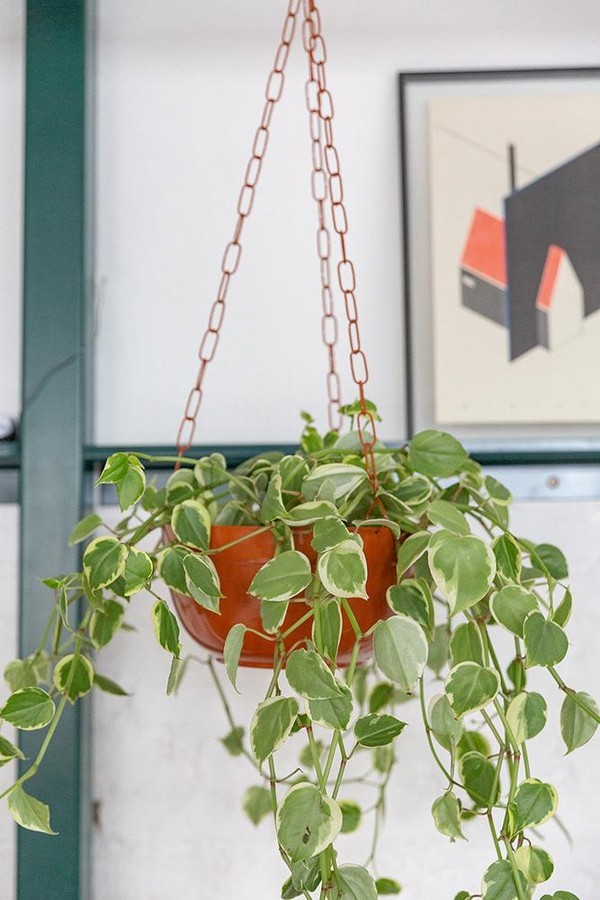 Plantas pendientes para cultivar en el balcón (Foto: Gisele Rampazzo)