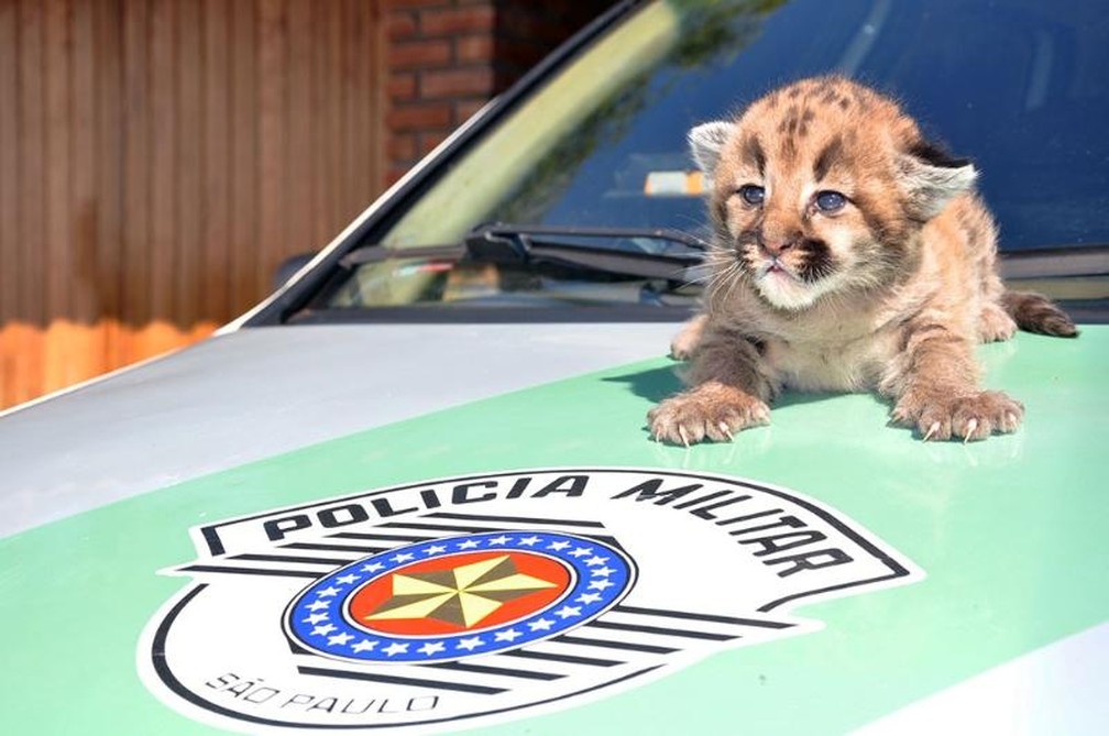 Animal foi encontrado próximo a canavial em Poloni (Foto: Divulgação/Polícia Ambiental)