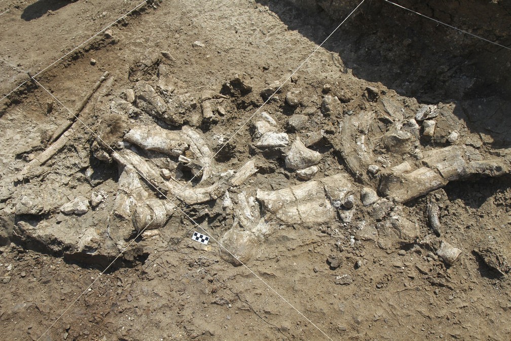 Esqueleto fóssil de hipopótamo e artefatos Olduvaienses no sítio de Nyayanga, no sudoeste do Quênia, em julho de 2016. — Foto: T.W. Plummer/Homa Peninsula Paleoanthropology Project via AP
