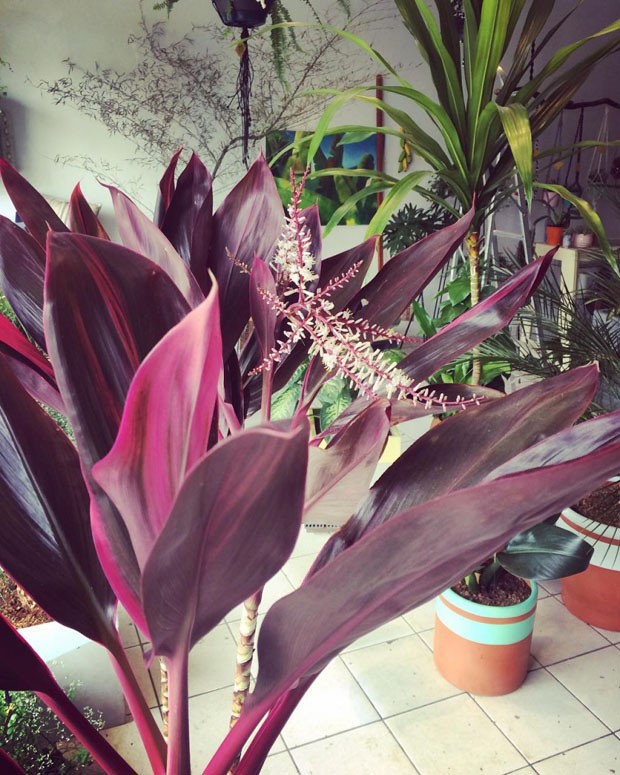 Seis plantas ultra violet, a cor de 2018 (Foto: Divulgação)
