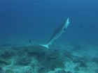 Vídeo mostra tubarão abrindo a boca para deixar peixes limparem presas