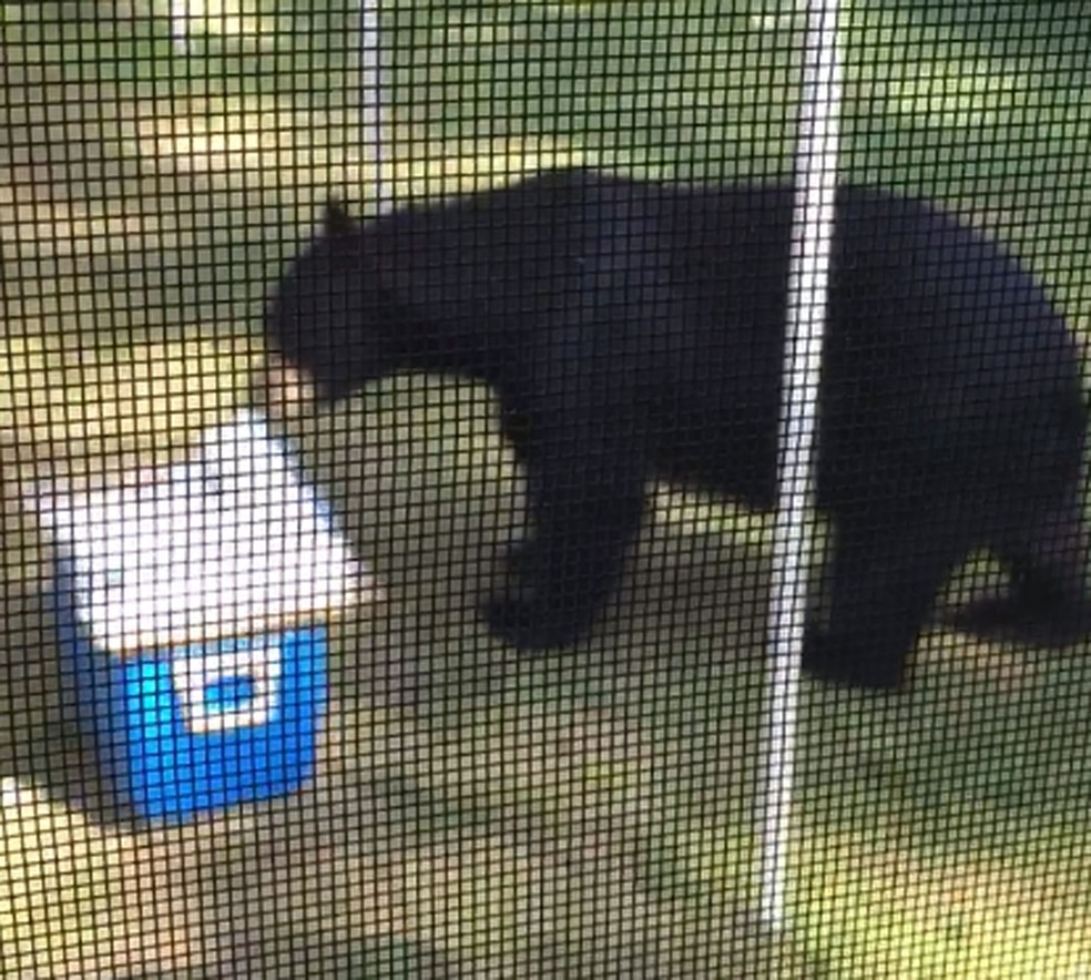 Urso aparece em festa de aniversário nos EUA e acaba com o bolo (Foto: Jennifer Adorno/Facebook)