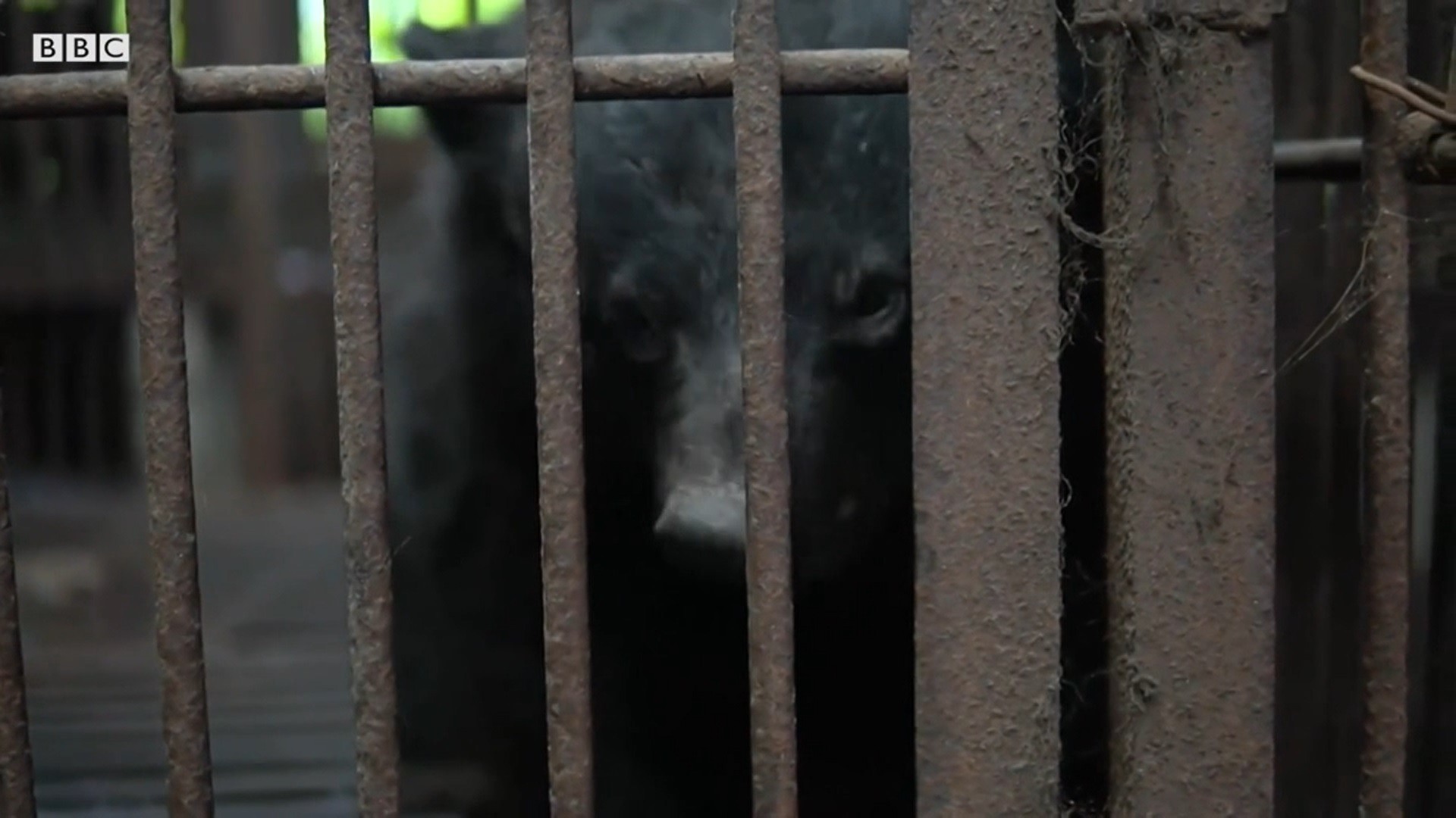 As trágicas fazendas onde ursos vivem em celas até morrerem thumbnail