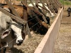 Agricultores do PI aproveitam as chuvas para produzir sorgo