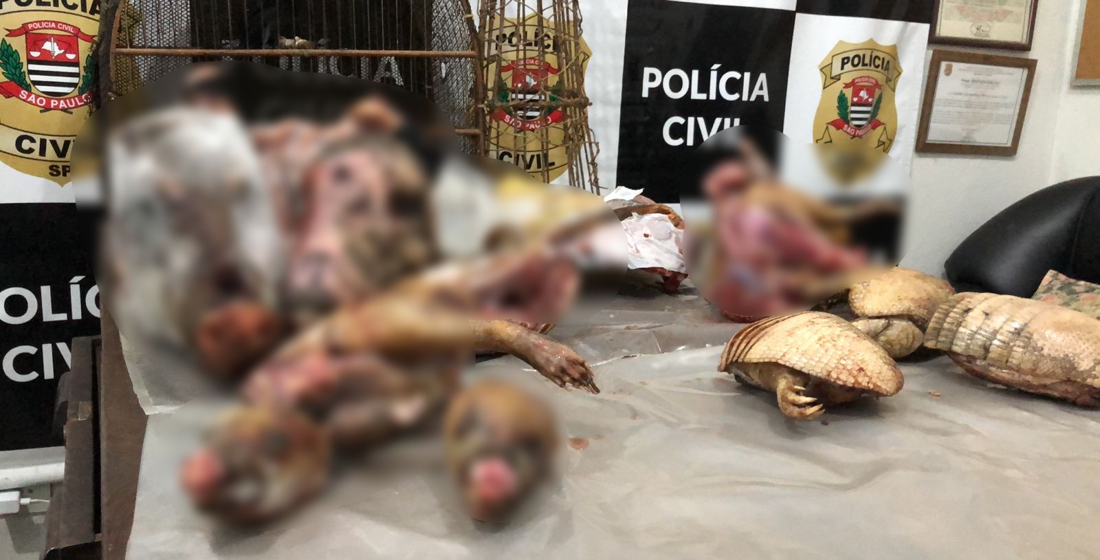 Polícia localiza animais silvestres abatidos e congelados em freezer no interior de SP