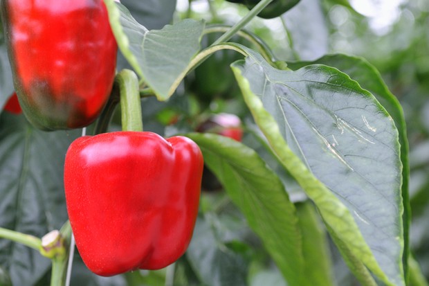 Red and green bell peppers growing in a greenhouse. (Foto: Getty Images)