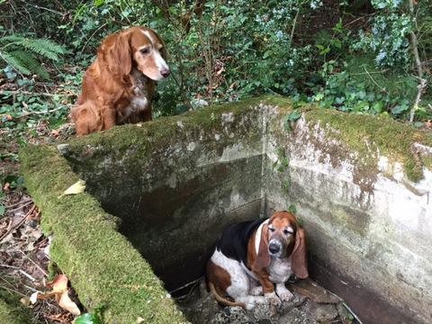 Tillie ao lado de sua amiga Phoebe, que estava presa em uma cisterna (Foto: Reprodução/Facebook)