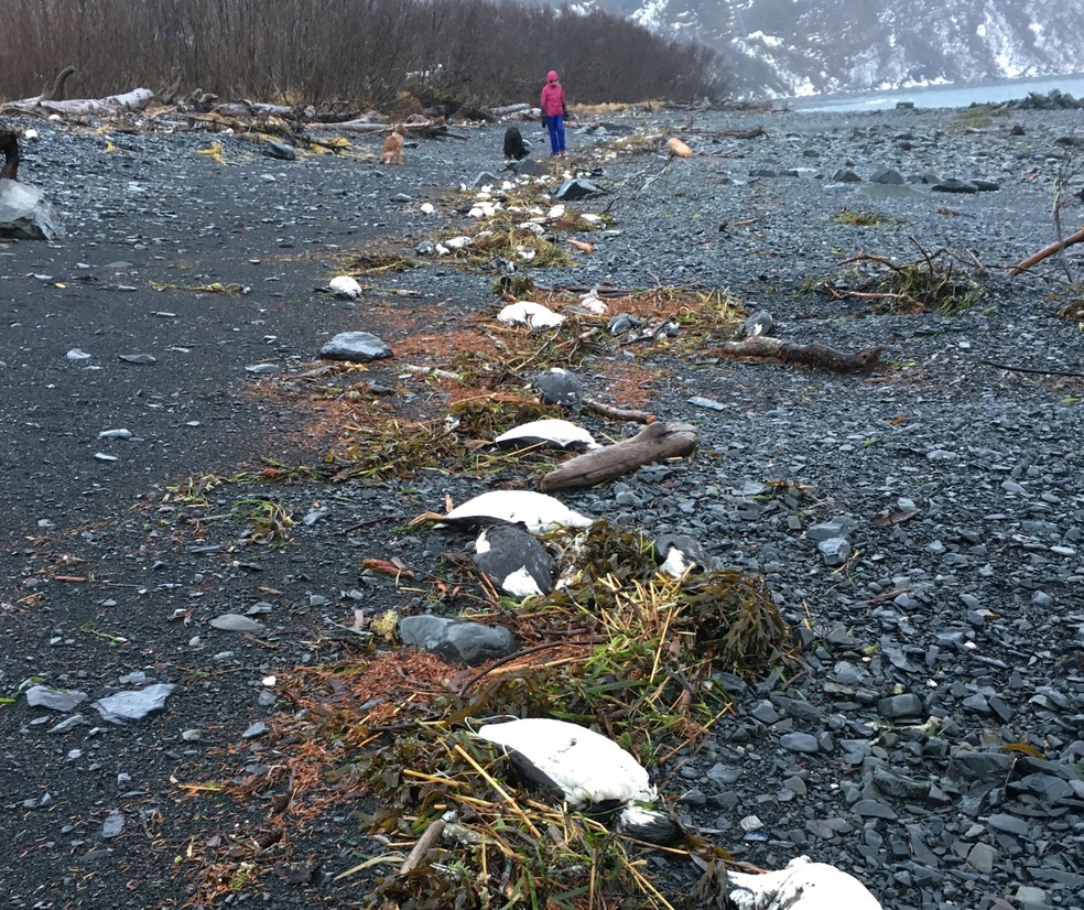 Entre 1 e 2 de janeiro de 2016, 6,5 mil carcaças de murres foram encontradas em Whitter, no Alasca. Ao longo de 1 km de costa, eram 8 mil corpos de aves, uma das maiores taxas registradas durante o evento de morte em massa. — Foto: David B. irons