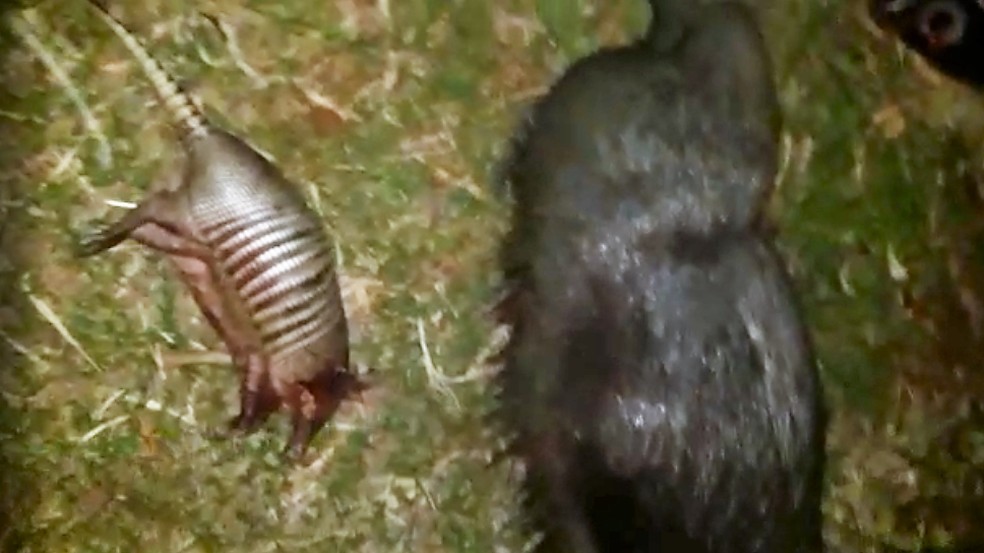 Policia Autua Cacadores Que Publicaram Imagens De Animais Abatidos Em Redes Sociais Mato Grosso Do Sul G1