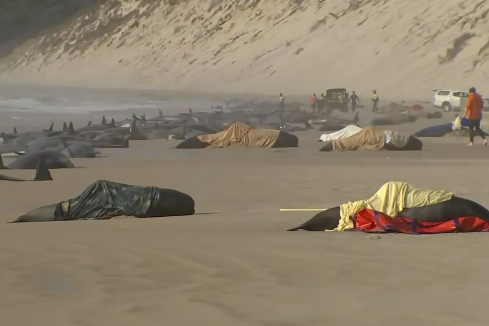 Diversas baleias recebem ajuda de voluntários enquanto estão encalhadas na costa da Tasmânia — Foto: Australian Broadcasting Corporation via AP