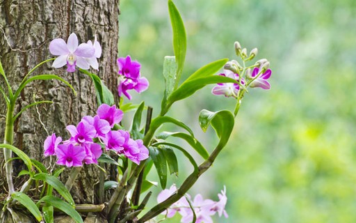 Como plantar orquídeas em árvores - Casa Vogue | Paisagismo