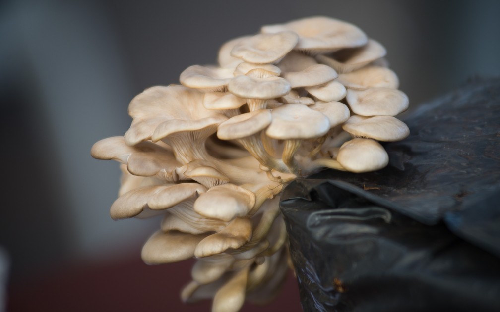 Cultivo de cogumelos pode ser conferido na Agrishow 2018 e Ã© uma das tantas oportunidades no campo (Foto: Ã‰rico Andrade/G1)