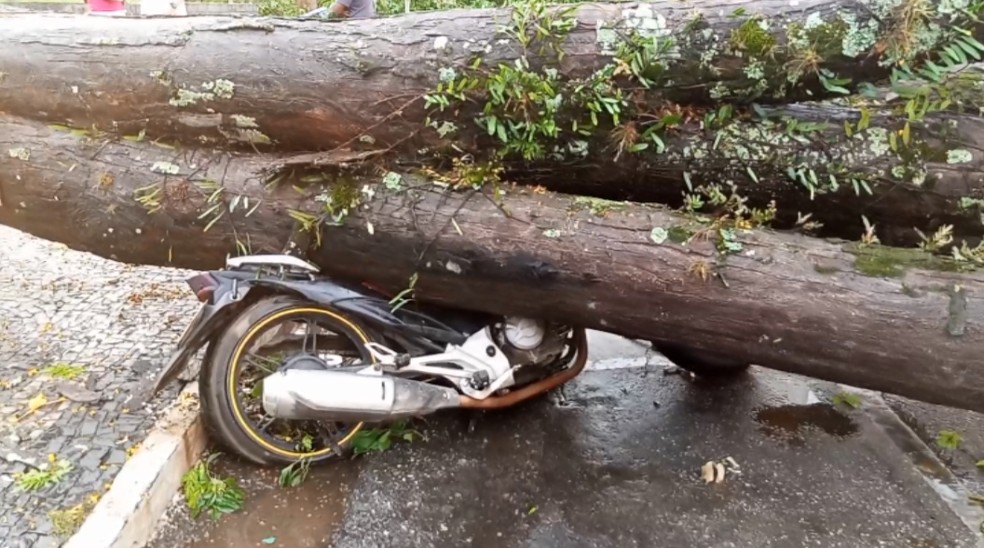 Árvore caiu em moto durante temporal em Pouso Alegre, MG — Foto: Fernando Lima