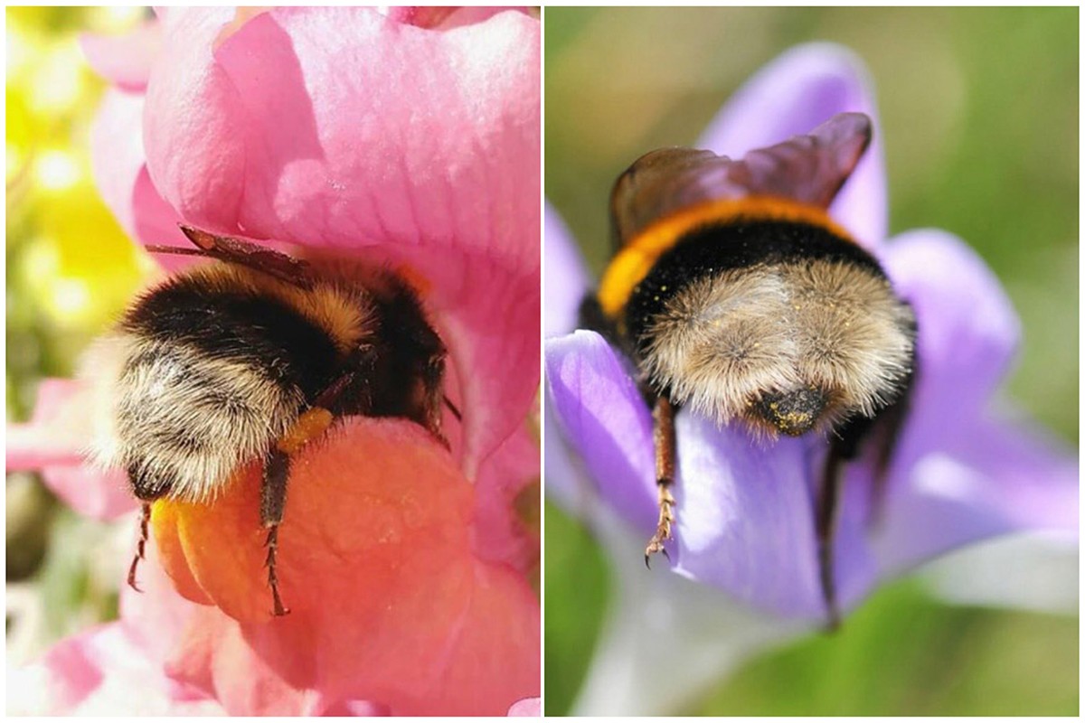 Você pode não saber, mas as abelhas dormem e, as vezes, durante o trabalho (Foto: Reprodução | imgur | Montagem: Casa e Jardim)