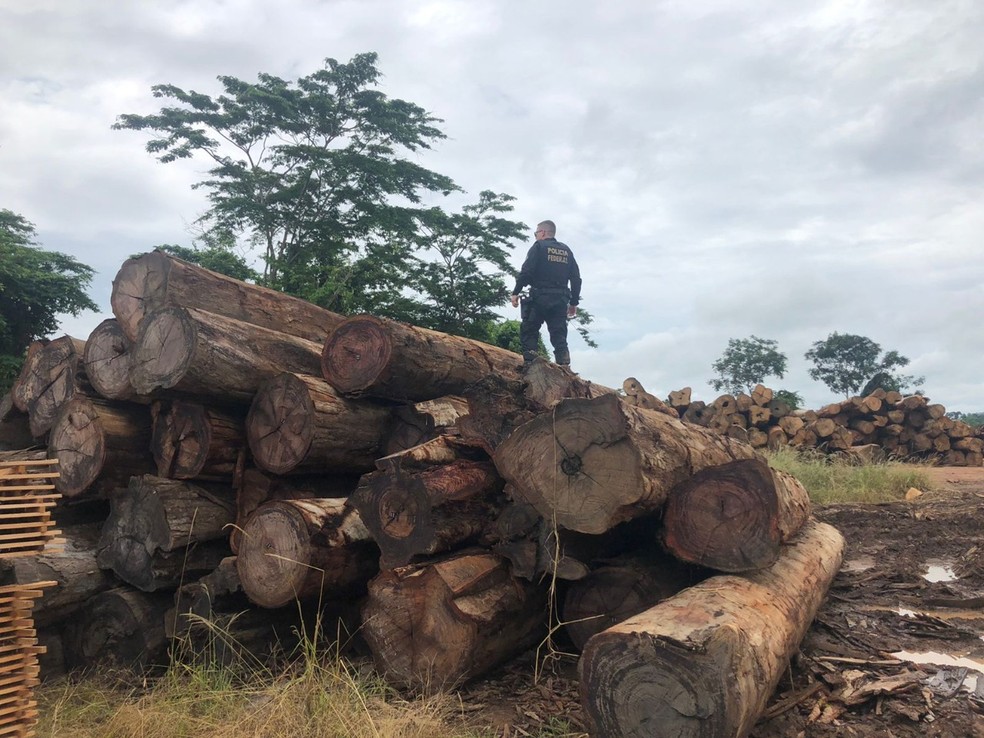 PF flagra exploração ilegal de madeira na terra indígena Uru-Eu-Wau-Wau — Foto: Divulgação