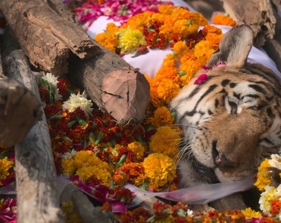 Indianos fazem funeral para tigresa que teve 29 filhotes ao longo da vida