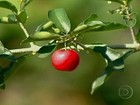 Tempo seco e quente afeta safra da acerola em Pernambuco