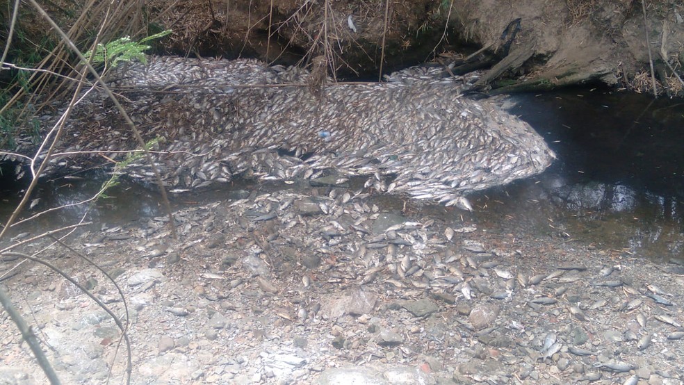 Mais de 7 toneladas de peixes mortos foram retiradas do afluente — Foto: Gilberto Esquerdo/Arquivo pessoal