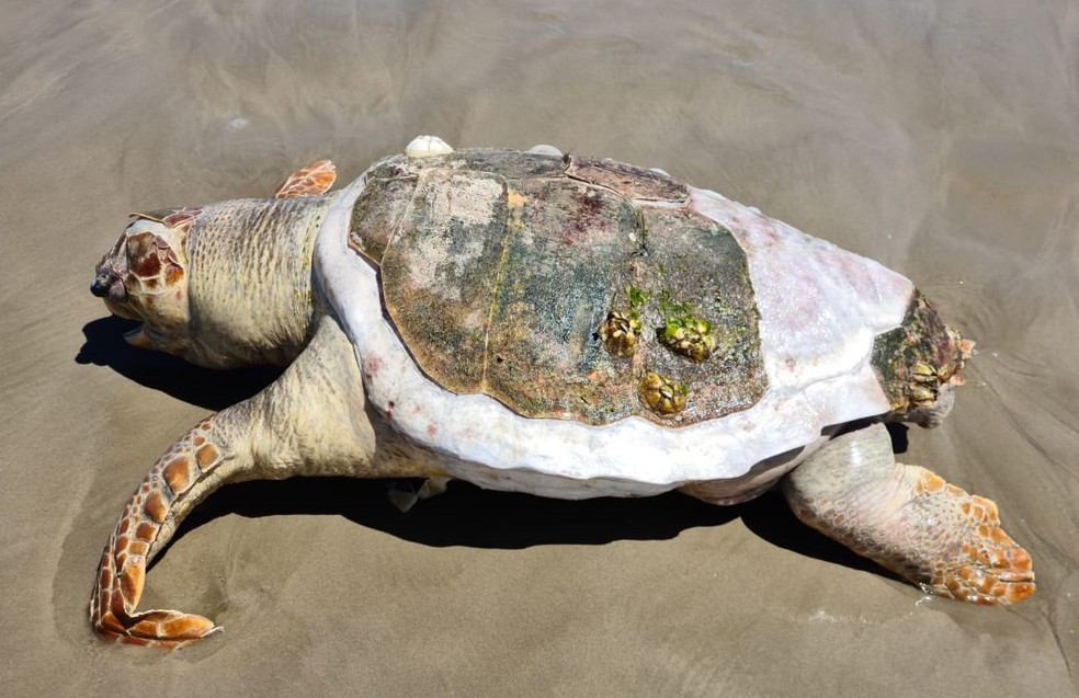 Animal pesava mais de 65 kg — Foto: Divulgação/Guarda Costeira de Praia Grande