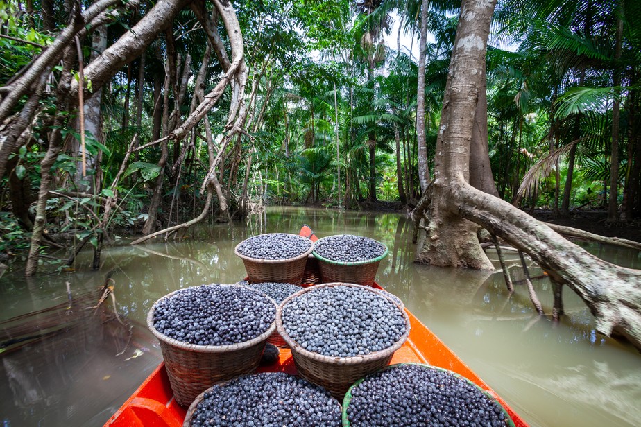 Produção de açaí na Amazônia: negócios aliados à bioeconomia podem florescer na região.