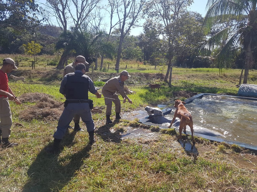 Cachorro Na Piscina O Que Fazer Em Casos De Queda E Afogamento Cuidados Ig