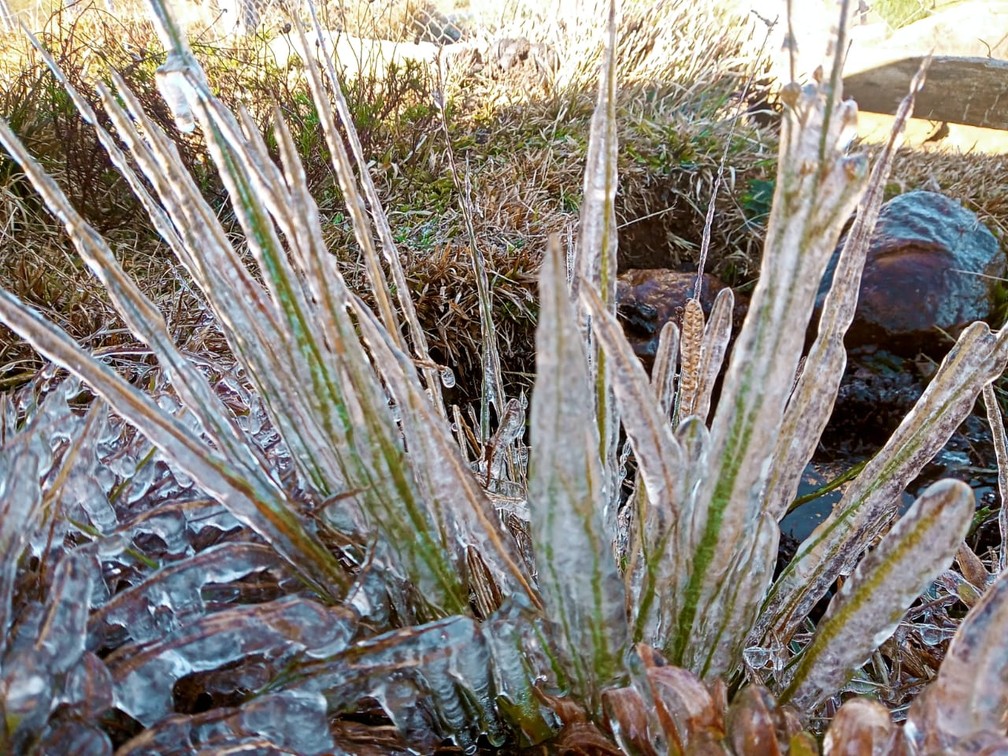 Vegetação coberta com gelo em Bom Jardim da Serra — Foto: Pousada Paraíso dos Canyons/ Arquivo pessoal
