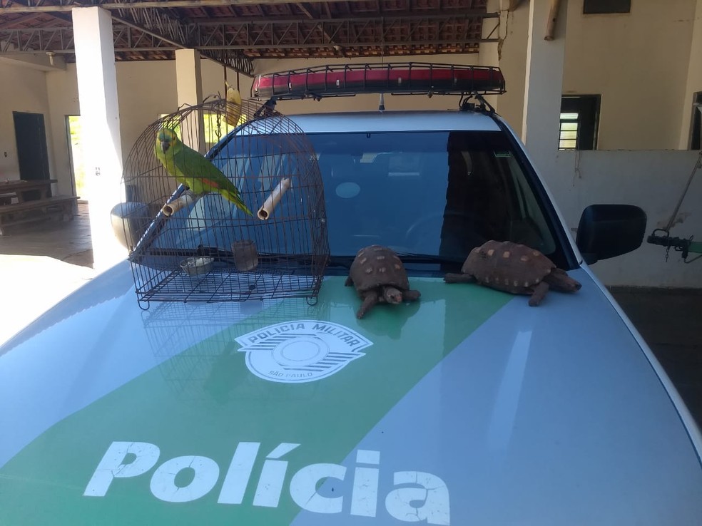 Jabutis e papagaio foram apreendidos pela Polícia Ambiental — Foto: Polícia Ambiental