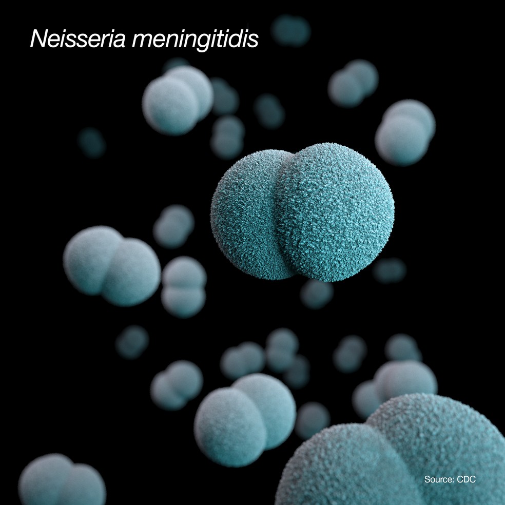 Ilustração baseada em observações com microscópio eletrônico mostra a bactéria Neisseria meningitidis, que causa a meningite meningocócica — Foto: CDC