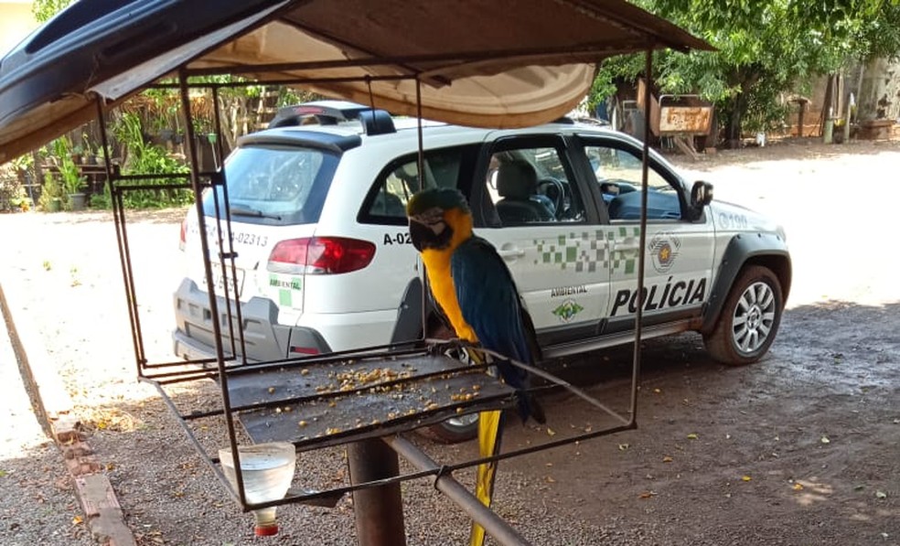 Arara-canindé foi localizada em um casa, em Iepê — Foto: Polícia Ambiental