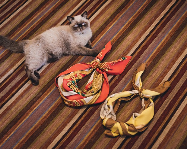 Lenços Hermès, ao lado do gato de Maria, Nick.  (Foto: Fernando Schlaepfer)