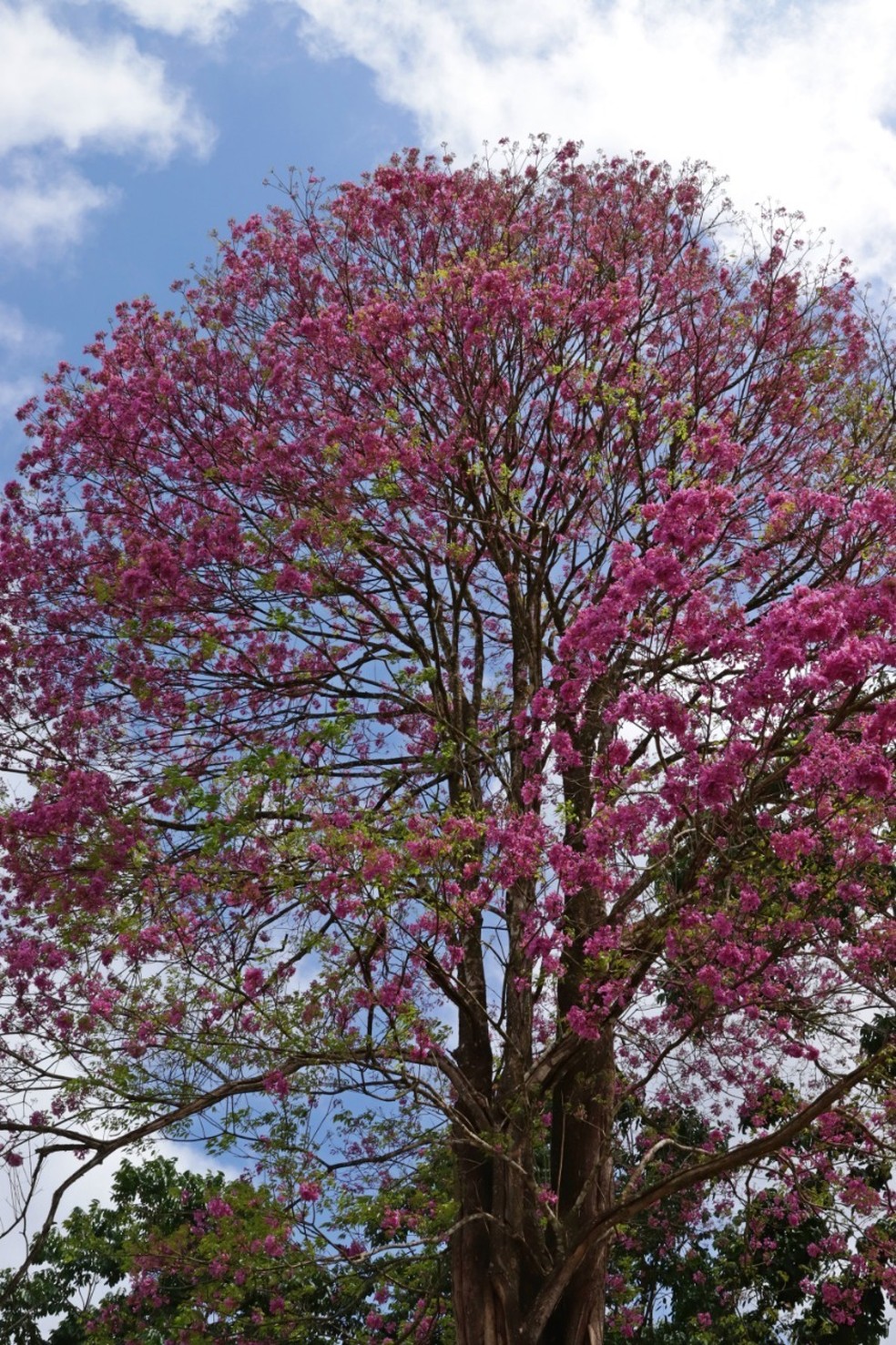 Uma das árvores de Ipe-rôxo analisadas no Pará — Foto: Ronaldo Rosa/Divulgação 
