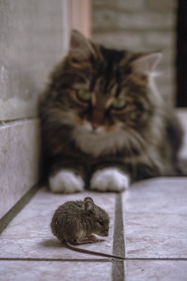 O armazenamento de alimento da colheita, no início da agricultura, atraía ratos e, consequentemente, gatos (Foto: Pexels/ Katherine Mihailova/ CreativeCommons)