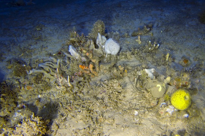 Coral-mole e ao menos seis tipos de esponjas-do-mar observados a 90 metros de profundidade. (Foto: Greenpeace)