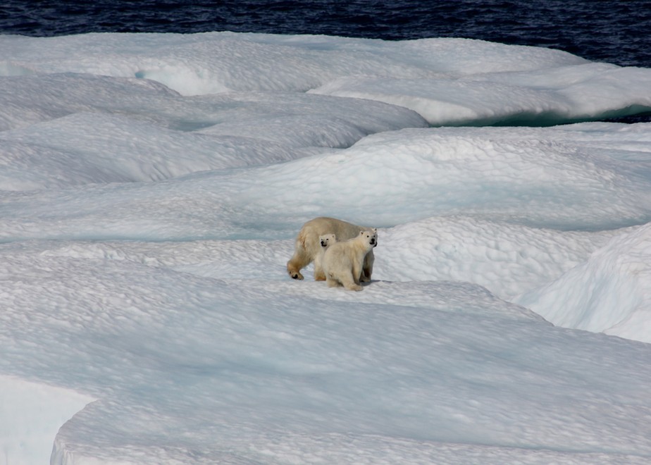 Família de ursos polares